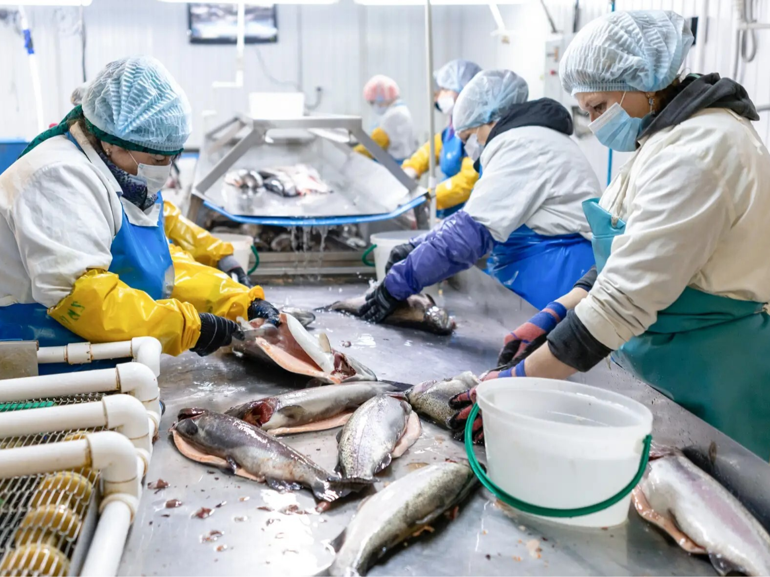 Красноярская компания оптимизирует производство рыбной продукции с помощью бережливых технологий.